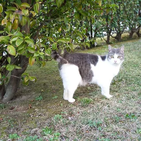 Cozy With Garden דירה בלאג'יו