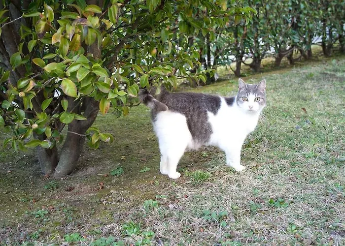 Cozy With Garden Апартаменты Белладжо